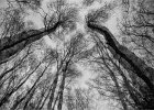 Anne Turner - Birch Trees.jpg